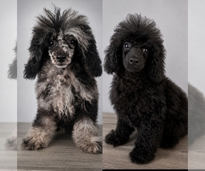 Poodle (Toy) Puppy for sale in PALM BAY, FL, USA