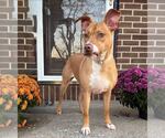 Small American Staffordshire Terrier Mix