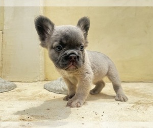 French Bulldog Puppy for sale in MORENO VALLEY, CA, USA
