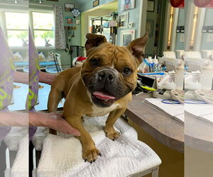 American Bulldog-French Bulldog Mix Dogs for adoption in Benton, LA, USA