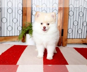 Pomeranian Puppy for sale in NAPLES, FL, USA
