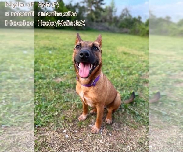 Medium Photo #3 Mutt Puppy For Sale in pomfret, CT, USA
