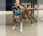 Small #1 Boxer