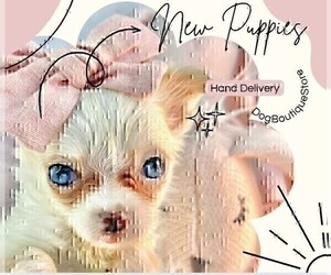 Chihuahua Puppy for sale in LEWISVILLE, TX, USA