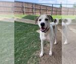 Small #1 Great Dane-Labrador Retriever Mix