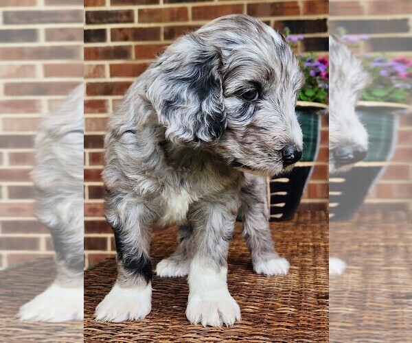 Medium Photo #6 Aussiedoodle Puppy For Sale in COLUMBIA, TN, USA
