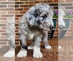 Small #5 Aussiedoodle