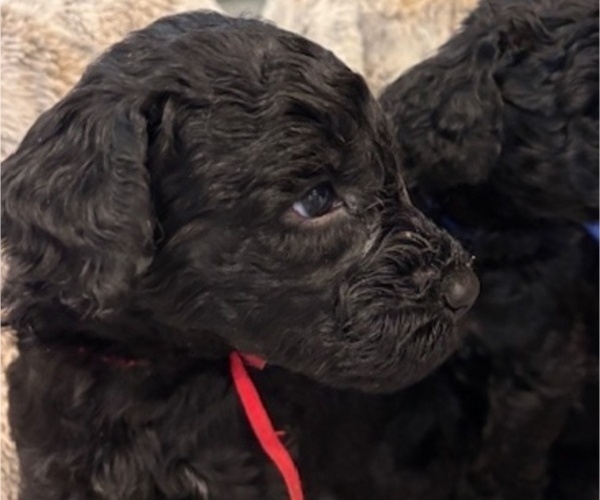 Medium Photo #20 Schnoodle (Giant) Puppy For Sale in ANDERSON, CA, USA