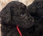 Small Photo #20 Schnoodle (Giant) Puppy For Sale in ANDERSON, CA, USA