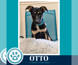 German Shepherd Dog-Unknown Mix Dogs for adoption in Kimberton, PA, USA