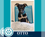 Otto (Prost Pups) 100326 - Male German Shepherd Dog-Unknown Mix Dog for Adoption - Small photo