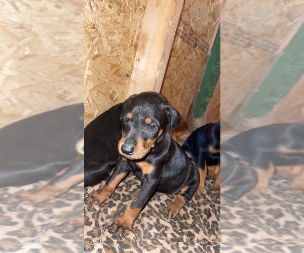 Medium Photo #1 Doberman Pinscher Puppy For Sale in AMARILLO, TX, USA