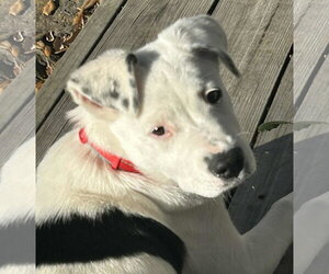 Izzabell *Arriving 2/20* - Female American Staffordshire Terrier-Mastiff Mix Dog for Adoption - Photo #2