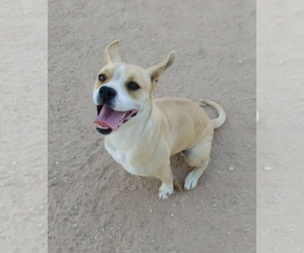 Medium Photo #1 Beagle-Unknown Mix Puppy For Sale in Apple Valley, CA, USA