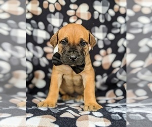 Mastiff Puppy for sale in OXFORD, PA, USA