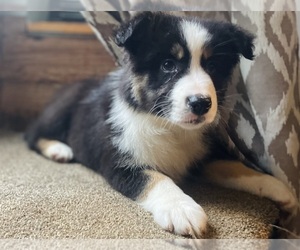 Australian Shepherd Puppy for sale in DRUMMONDS, TN, USA