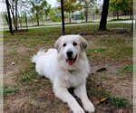 Small #25 Great Pyrenees