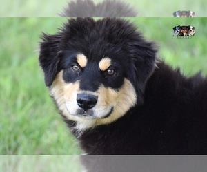 Australian Shepherd Puppy for sale in EASTON, MO, USA