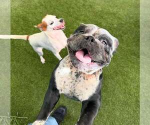 Mutt Dogs for adoption in Rowlett, TX, USA