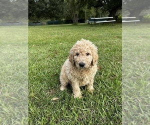 Pyredoodle Puppy for sale in SPARKS, GA, USA