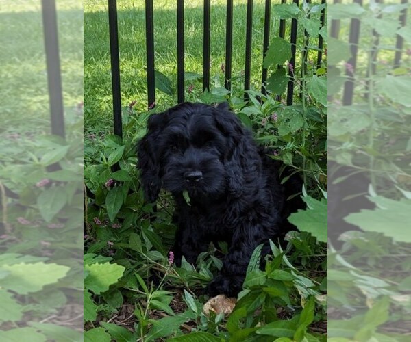 Medium Photo #5 Cock-A-Poo Puppy For Sale in SALEM, MO, USA