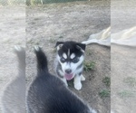 Small Photo #2 Pomsky Puppy For Sale in FRESNO, CA, USA