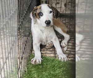 Mutt Dogs for adoption in San Antonio, TX, USA