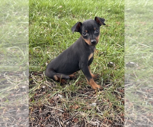 Medium Photo #5 Miniature Pinscher Puppy For Sale in CANOGA, NY, USA