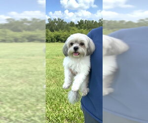 Nugget - Male Shih Tzu Dog for Adoption - Photo #8