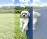 Small #7 Shih Tzu