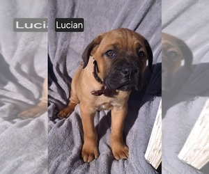 Cane Corso Puppy for sale in MINERAL WELLS, WV, USA