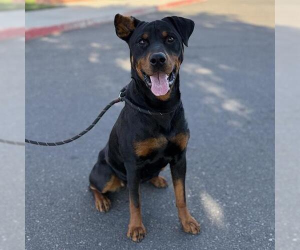 Medium Photo #1 Rottweiler-Unknown Mix Puppy For Sale in Modesto, CA, USA