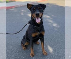 Rottweiler-Unknown Mix Dogs for adoption in Modesto, CA, USA