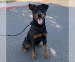 Small Rottweiler Mix