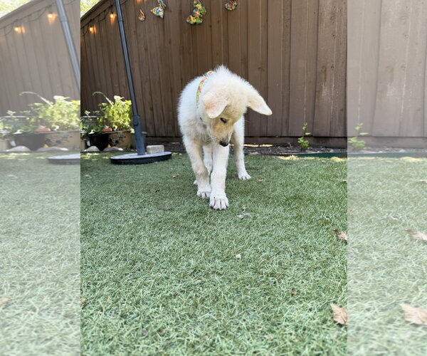 Medium Photo #8 German Shepherd Dog-Great Pyrenees Mix Puppy For Sale in Dallas, TX, USA