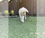 Small #7 German Shepherd Dog-Great Pyrenees Mix