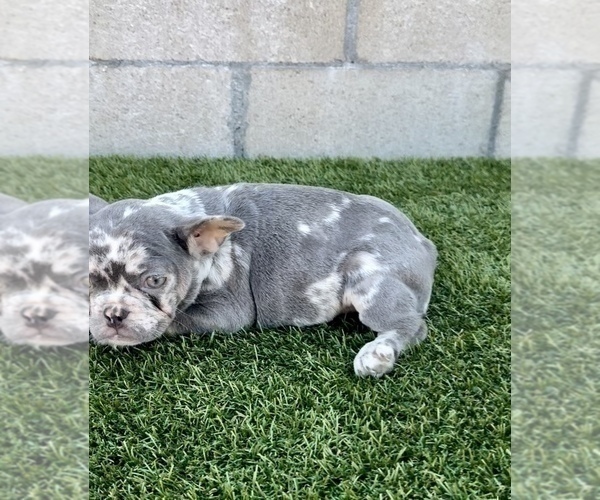 Medium Photo #4 French Bulldog Puppy For Sale in RIVERSIDE, CA, USA