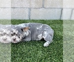 Small Photo #4 French Bulldog Puppy For Sale in RIVERSIDE, CA, USA