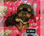 Puppy 3 Poodle (Toy)-Yorkshire Terrier Mix