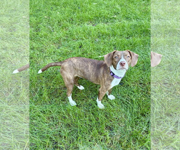 Medium Photo #1 Boglen Terrier Puppy For Sale in Omaha, NE, USA