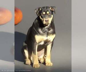 American Bulldog-Unknown Mix Dogs for adoption in FRAMINGHAM, MA, USA