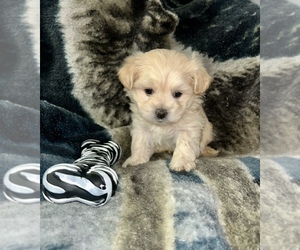 Maltipoo Puppy for sale in SACRAMENTO, CA, USA
