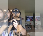 Puppy Becky Rottweiler