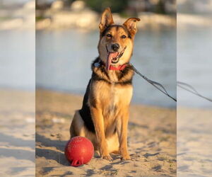 German Shepherd Dog-Unknown Mix Dogs for adoption in Oakhurst, NJ, USA