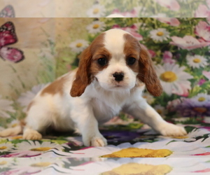 Cavalier King Charles Spaniel Puppy for sale in SHILOH, OH, USA