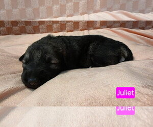 American Pit Bull Terrier-Unknown Mix Dogs for adoption in Duluth, MN, USA