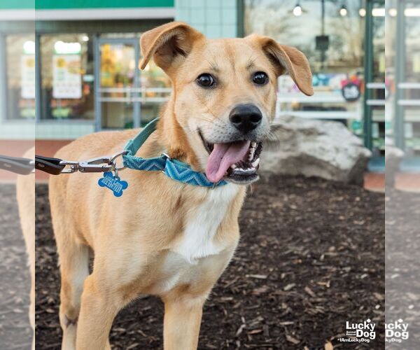Medium Photo #11 Collie-Retriever  Mix Puppy For Sale in Washington, DC, USA