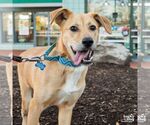 Small #10 Collie-Retriever  Mix