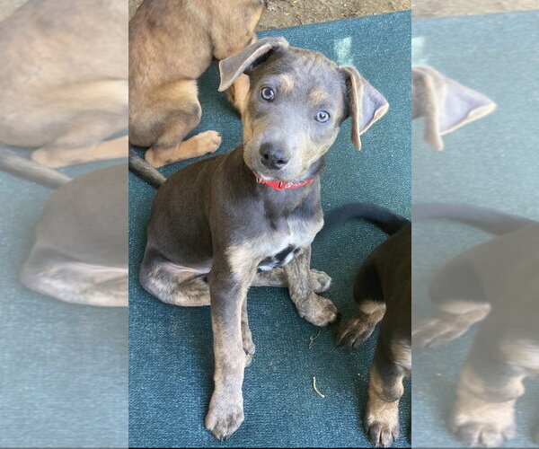 Medium Photo #1 Mutt Puppy For Sale in San Diego, CA, USA