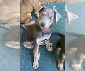 Mutt Dogs for adoption in San Diego, CA, USA